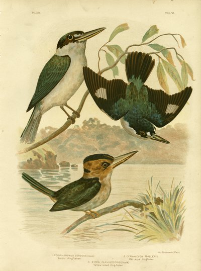 Martin-pêcheur sardid, 1891 - Gracius Broinowski